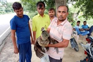 रायबरेली : दुर्घटना में घायल राष्ट्रीय पक्षी की मौत , वन विभाग करेगा अंतिम संस्कार