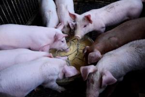 रायबरेली : जिले में सूकरों की मौत के बाद जारी हुआ निर्देश, मांस और जानवर की खरीद-बिक्री पर लगी रोक
