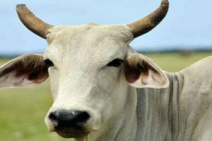 संभल: सैमला की गोशाला में चारा नहीं मिलने से तीन गायों की मौत, पांच-छह गोवंशीय पशु बीमार