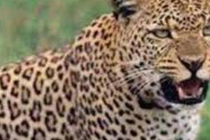 बहराइच: महिला पर तेंदुए ने किया हमला, रेफर… सूचना के बाद भी नहीं पहुंचे वनकर्मी