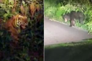 पीलीभीत: कार के सामने भालू तो झाड़ियों में दिखाई दिया बाघ, सोशल मीडिया पर वीडियो वायरल