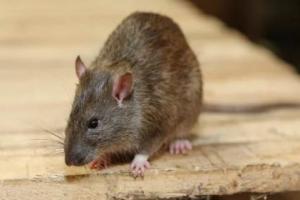 सरकारी स्कूलों में ‘चूहों का राज’! 10 छात्राओं को काटा…ले जाना पड़ा अस्पताल