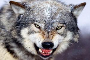 बहराइच: पागल भेड़िया ने काटा, तीन महिलाएं घायल, एक की हालत गंभीर