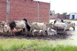 बरेली: मीरगंज के इस गांव में लंपी वायरस ने दी दस्तक, दर्जनों गाय, बछड़ों और बैलों को चपेट में लिया