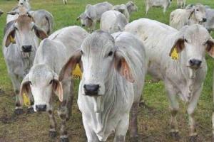 लखनऊ: पशु क्रूरता रोकने के लिए सख्त हुई सरकार, खेतों में ब्लेड या कटीले तार लगाने पर रोक