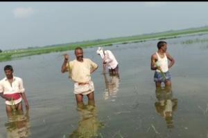 बहराइच: खेतों में पहुंची सरयू नहर का पानी, फसल हुई बर्बाद