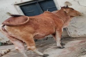 हमीरपुर: गाय में मिले लंपी वायरस जैसे लक्षण, शुरू हुआ उपचार