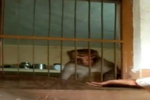 हमीरपुर: डीएम के आदेश पर पंधरी से दबोचा गया कटखना बंदर