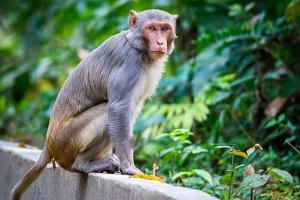 आगरा: अब बंदरों की जासूसी करेंगे ताजमहल के गाइड, जानिये क्यों दिया गया ये टास्क