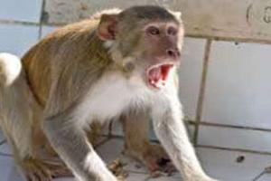बहराइच: भदवारा गांव में बंदरों का आतंक, कई घायल
