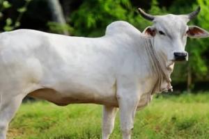 संभल: भूख, प्यास और बीमारी से दो गायों की मौत, छह महीने में 30 से अधिक पशुओं की मौत