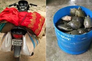 बदायूं: चेकिंग के दौरान पुलिस ने पकड़े 108 कछुआ, युवक बाइक छोड़ भागा