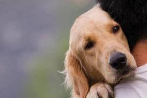 लखनऊ : दो से ज्यादा कुत्तों के पालने पर प्रतिबंध, पड़ोसियों की एनओसी जरूरी