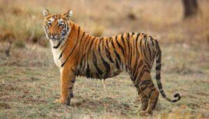 देहरादून: आखिरकार मिल ही गई एक महीने से लापता राजाजी टाइगर रिजर्व की बाघिन