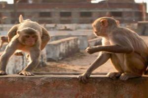 बरेली: महापौर ने 10 हजार बंदरों को पकड़ने की इजाजत मांगी, जानें वजह