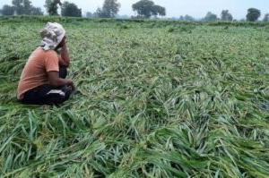 हल्द्वानी: बारिश की मार से किसान परेशान, मुआवजा मांगा