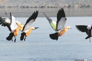 हल्द्वानी: प्रवासी पक्षी के होंगे दीदार पर इलाका और समय सीमित