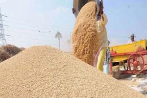 जसपुर: खरीद केंद्रों में नहीं तुल पाया धान, किसान परेशान