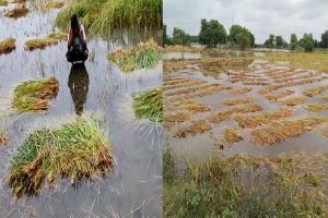 बेमौसम बारिश किसानों के लिए बनी आफत, फसल काे भारी नुकसान