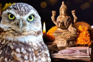 अंध‘विश्वास’! दीपावली पर क्यों देते हैं ‘उल्लू’ की बलि? WWF-भारत ने कही ये बड़ी बात