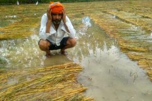 बरेली: दो दिन से हो रही बारिश ने बढ़ाई किसानों की बेचैनी, सब्जी-धान के खेत में भरा पानी
