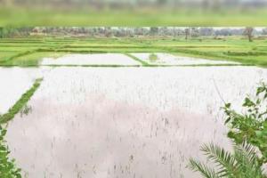 बरेली: 62 लाख हेक्टेयर धान की फसल हो जाएगी बर्बाद, चावल को तरसेंगे लोग
