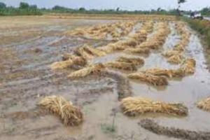 बेमौसम बारिश से छोटे किसान प्रभावित, फसल बीमा योजना दे रही है सुरक्षा: तोमर