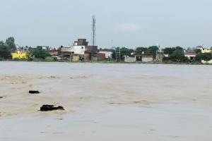 रामपुर: उफनाई कोसी नदी , छोड़ा गया 60365 क्यूसेक पानी