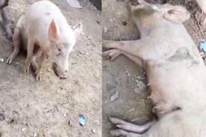 मथुरा: लंपी के बाद अब अफ्रीकन स्वाइन फीवर का कहर, 50 सुअरों की मौत