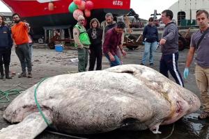Video: 2744 किलो की दुनिया की सबसे बौनी मछली, दिखती है पत्थर की तरह, वैज्ञानिक भी हैरान