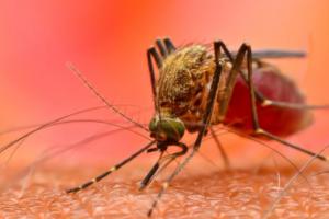 बरेली: डेंगू का डंक जारी, कागजों में की जा रही फॉगिंग