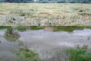 बरेली: लगातार बारिश से किसान परेशान, पहले सूखे ने रुलाया, अब बेमौसम बरसात की मार