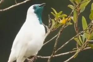 Viral Video: सुंदर से पक्षी ने की ‘स्मोकिंग’, वीडियो देखकर आप भी रह जाएंगे दंग