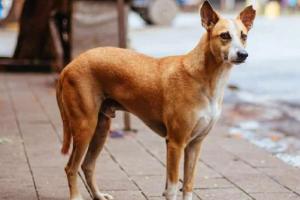 बरेली: राजेन्द्र नगर में कुत्ते ने 12 लोगों को काटा, इलाके में दहशत