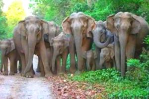 उत्तर प्रदेश के तराई इलाके में जल्द हाथी अभयारण्य बनने की उम्मीद