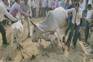 हमीरपुर: परेवा के दिन गाय और सूअर को लड़ाने की निभाई गई परंपरा
