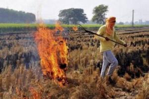 बाजपुर: पराली जलाने पर प्रतिबंध हटाने की मांग
