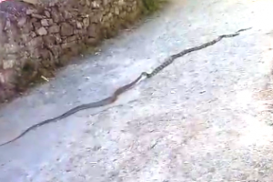 भवाली: देखिए यह वीडियो… कैसे कोबरा ने बनाया रैट स्नैक को अपना निवाला