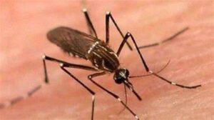 किच्छा: डेंगू संक्रमण रोकने के लिए दवा छिड़कने की मांग