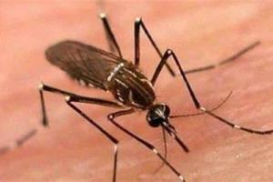 हल्द्वानी: डेंगू के बढ़ते मामलों से नगर निगम व स्वास्थ्य विभाग हरकत में आया