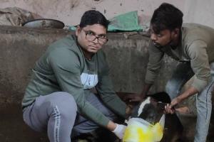 कानपुर: अराजक तत्वों ने गाय के मुंह में बम लगाकर फोड़ा, पुलिस कूड़े की करा रही फोरेंसिक जांच