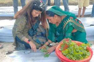 इटावा: मुख्य विकास अधिकारी ने स्ट्रॉबेरी के पौधे लगाकर महिला किसानों को किया प्रोत्साहित