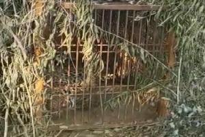 राहत :आठ महीने बाद पिंजरे में फंसा तेंदुआ, डीएम आवास को बना रखा था आशियाना