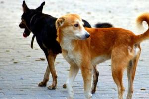मुरादाबाद: गोवंशीय पशु के शव को कुत्तों ने नोचा, शिकायत पर पहुंची टीम ने गड्ढा खुदवाकर दबाया