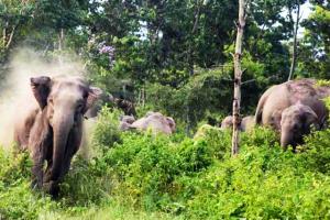 खटीमा: चकरपुर गेट चौकी पर हाथी ने मचाया तांडव, चाहरदीवारी तोड़ी