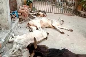 हमीरपुर: डिप्टी सीएम के दौरे से पहले गौशाला से लाकर पशु अस्पताल के बाहर फेंके गए चार गौवंश की हुई मौत