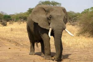 बिजनौर : बढ़ापुर की साहूवाला रेंज में मिला नर हाथी का शव