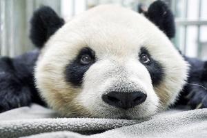 चीन की तरफ से ताइवान को दिए गए पांडा की मौत, बेहतर संबंधों के रहे प्रतीक 