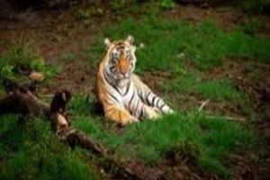 मुरादाबाद : अमानगढ़ जंगल पर्यटक स्थल के रूप में हो रहा विकसित, देखने को मिलेंगे बाघ