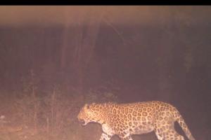 Leopard In Kanpur: तेंदुए की रफ्तार देखकर अधिकारी हुए हैरान, IIT और NSI के बीच दे रहा चकमा